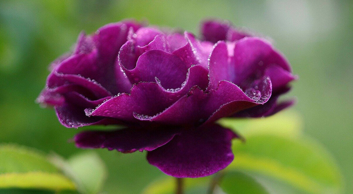 Burgundy rose
