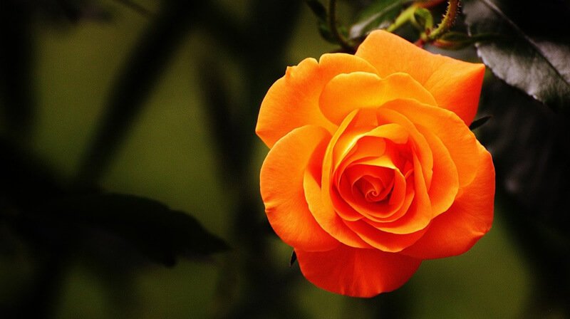 Orange Rose