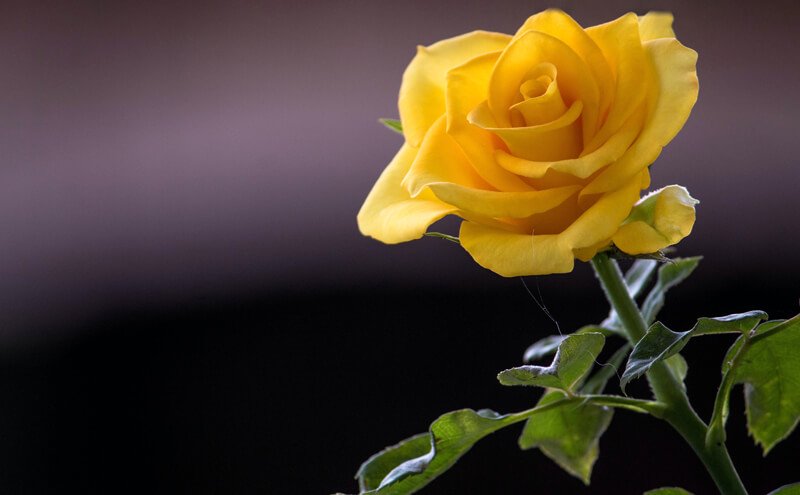 yellow rose